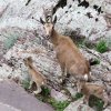Ibex - Capra sibirica